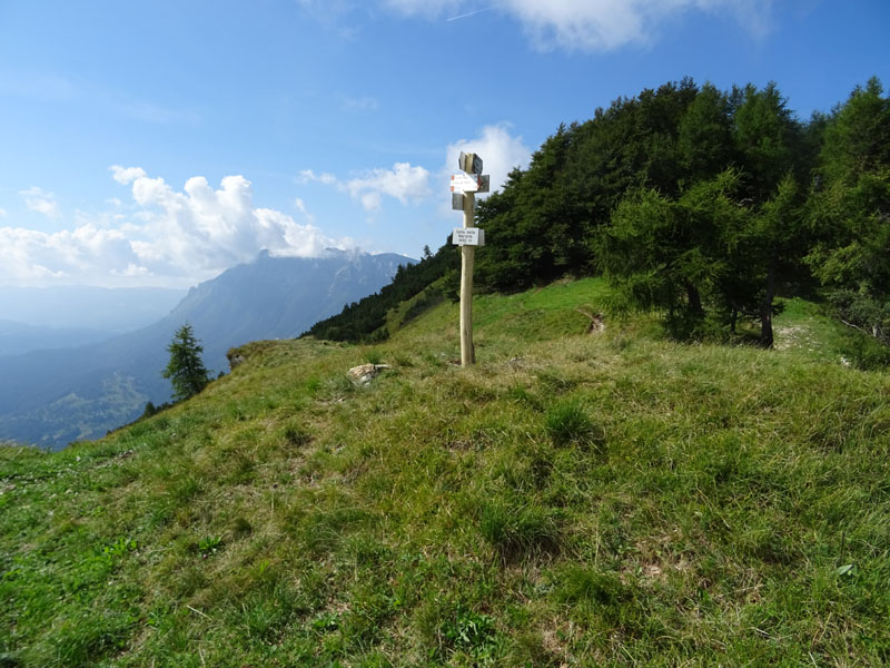 Satyrium spini - Lycaenidae